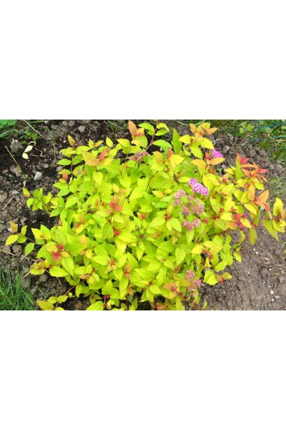 Кущ спіреї Голден Карпет із яскраво-жовтим листям.